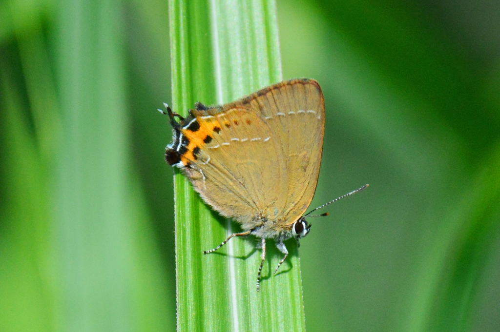 ミヤマカラシシジミ♀DFS_2207.1