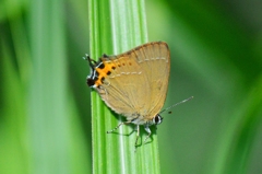 ミヤマカラシシジミ♀DFS_2207.1