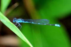 ムスジイトトンボ♂　GV4A1949.1