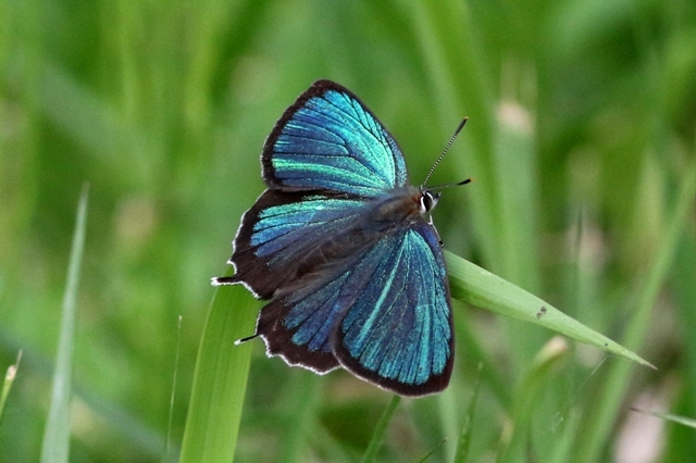 ミドリシジミ♂　VL9A9580.1