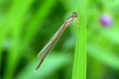 アジアイトトンボ♀未熟　DSC_5322