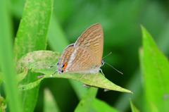 ウラナミシジミDFT_4061.1