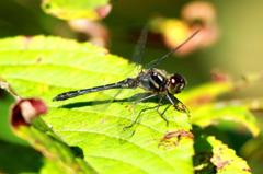 マダラナニワトンボ♂ IMG_0508.1