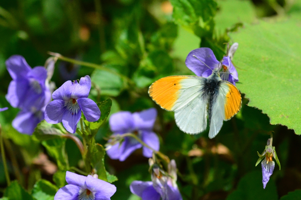 クモマツマキチョウ♂　DFS_9979.1　