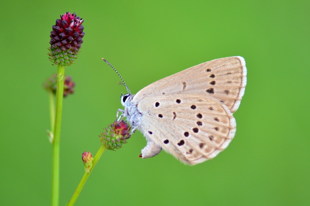 ゴマシジミ産卵