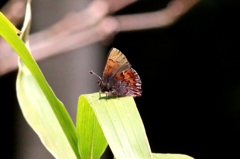 コツバメ　IMG_0875.1 　