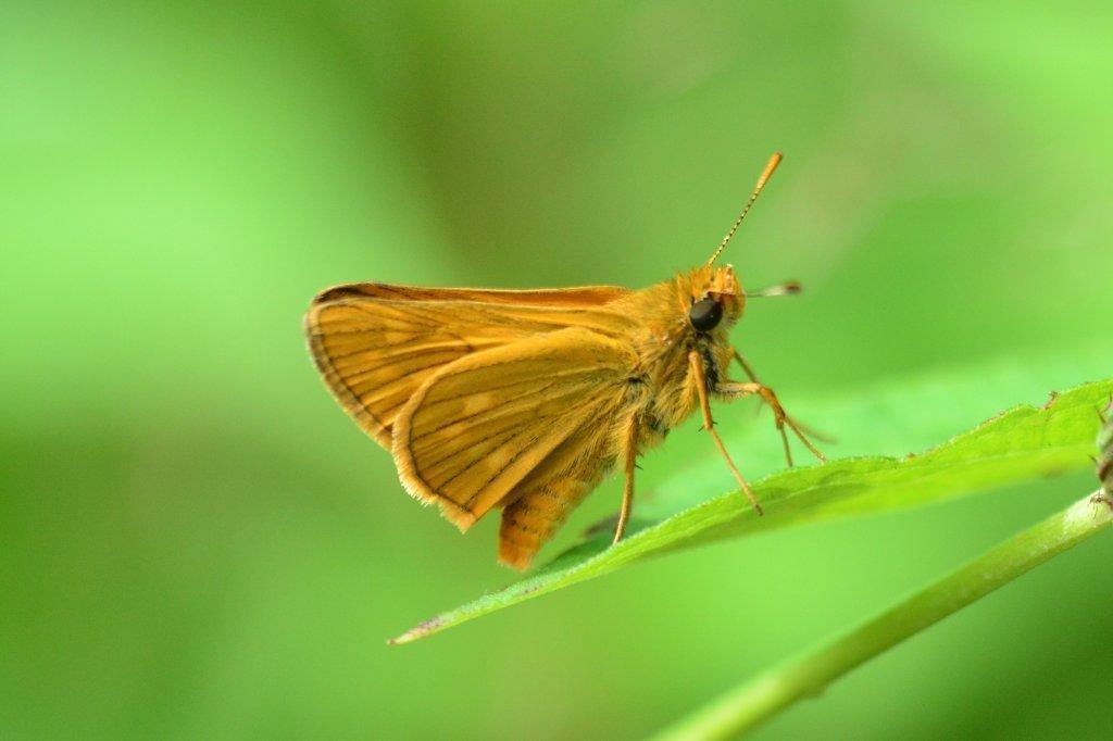 コキマダラセセリ♂