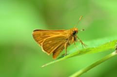 コキマダラセセリ♂