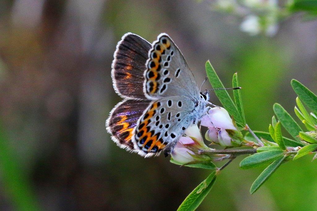 ミヤマシジミ♀　GV4A0744.1