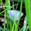 ウラジロミドリシジミ♂降雨中草むらにて　IMG_0669.1