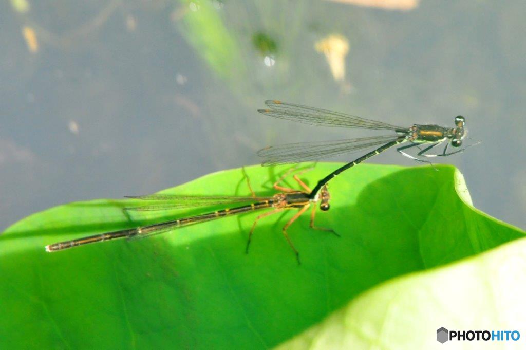 オオモノサシトンボ♂♀FTS_5605.1