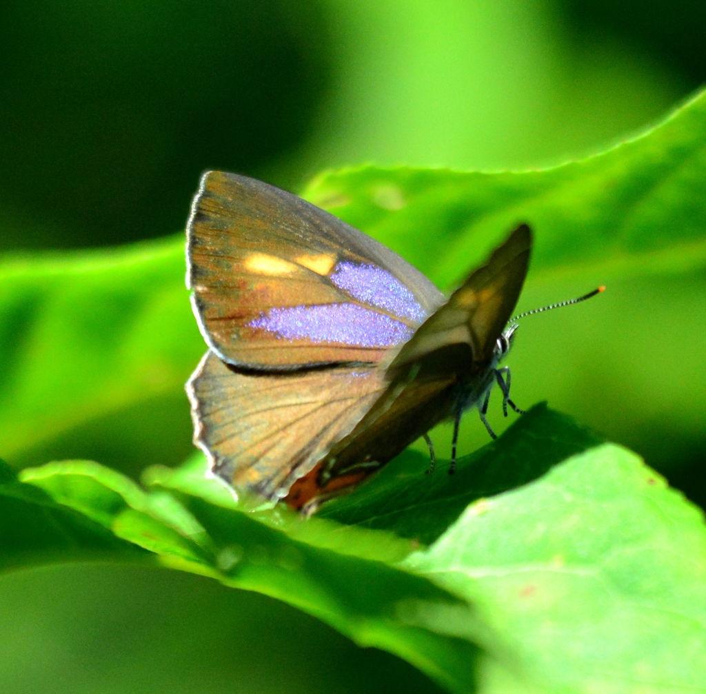 アイノミドリシジミ♀開翅DFS_2034.2