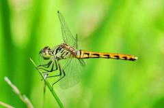 マイコアカネ♀FTS_2268.1