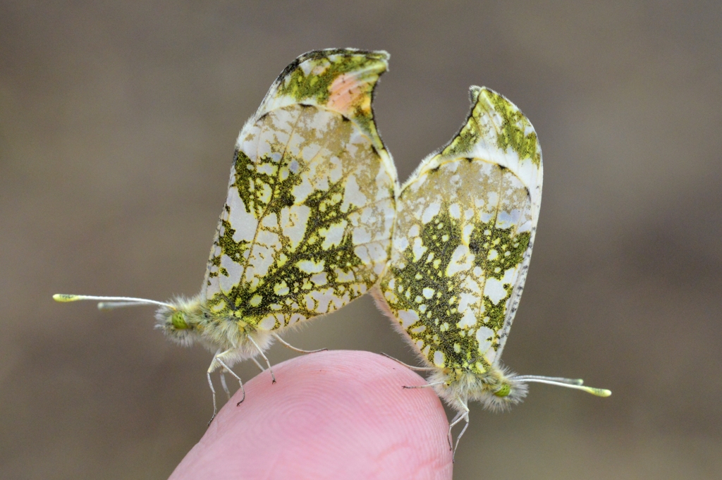ツマキチョウ♂♀