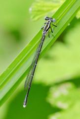 アマゴイルリトンボ♀
