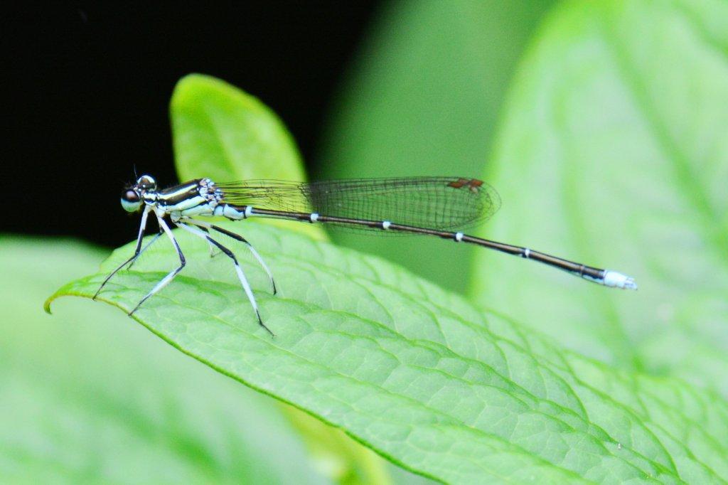 モノサシトンボ♂DFS_0136.1