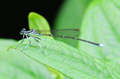 モノサシトンボ♂DFS_0136.1