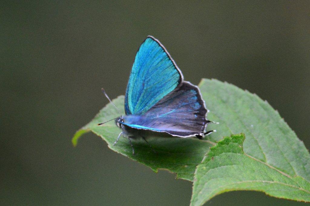 ジョウザンミドリシジミ♂