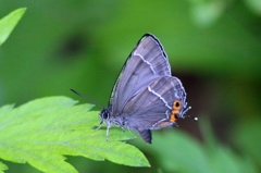 アイノミドリシジミ♂IMG_5079.1