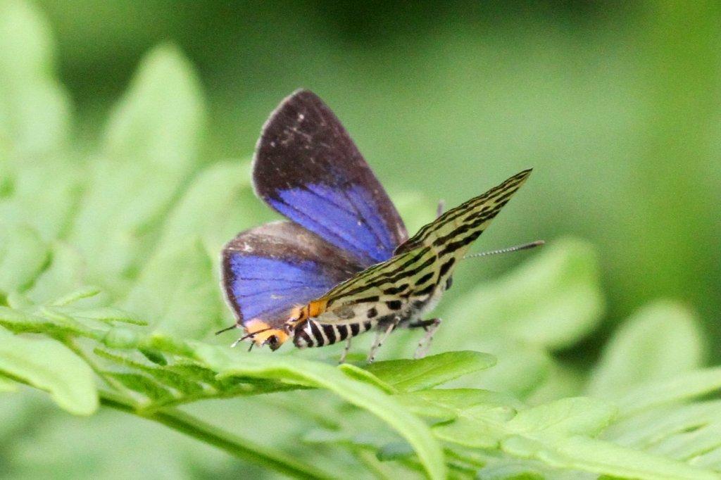 キマダラルリツバメ♂