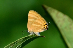 トラフシジミ♀夏型DFS_2106.1