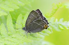 ジョウザンミドリシジミ♂DSC_0402.1