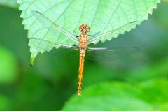 アキアカネ♀羽化直FMP_0497.1