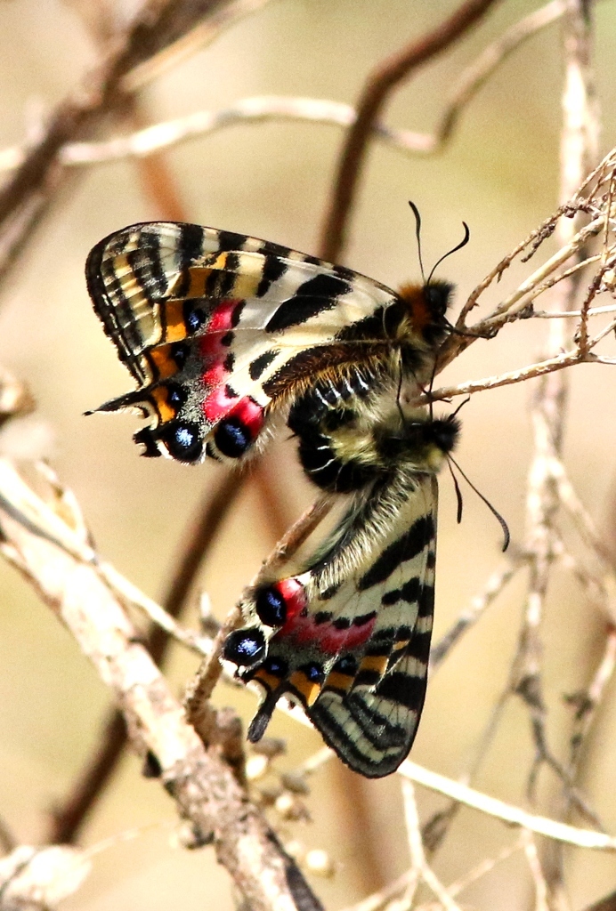 ギフチョウ♂♀　VL9A0951.1