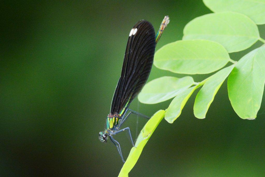 アオハダトンボ♀DSC_8598.1