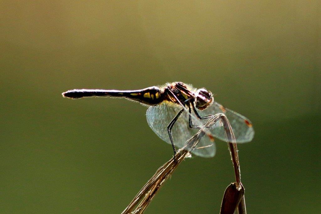 マダラナニワトンボ♀　IMG_0336.1