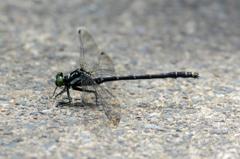 クロサナエ♂DSC_9375．１