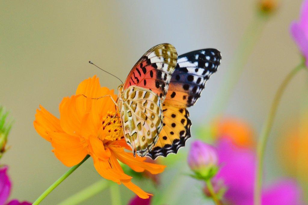 ツマグロヒョウモン♀DFT_4174.1