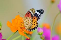 ツマグロヒョウモン♀DFT_4174.1