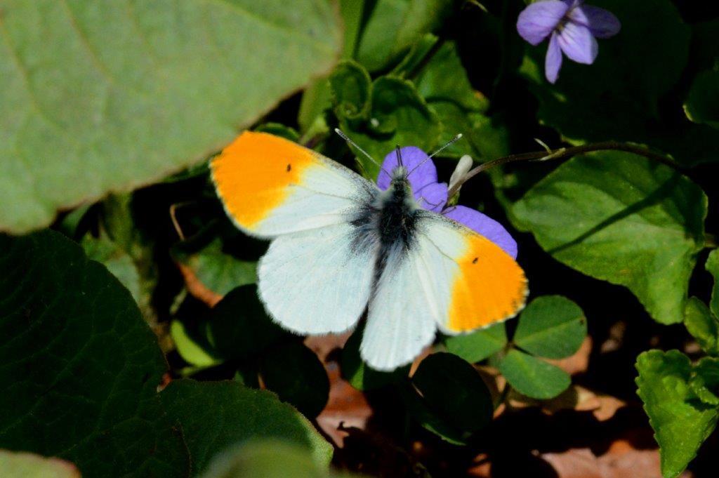 クモマツマキチョウ♂DSC_6445.1