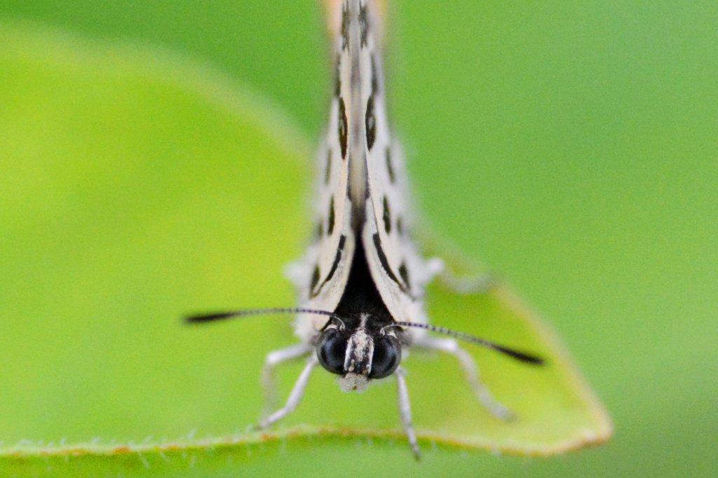 キマダラルリツバメ♂顔