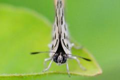 キマダラルリツバメ♂顔