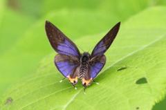 キマダラルリツバメ♂