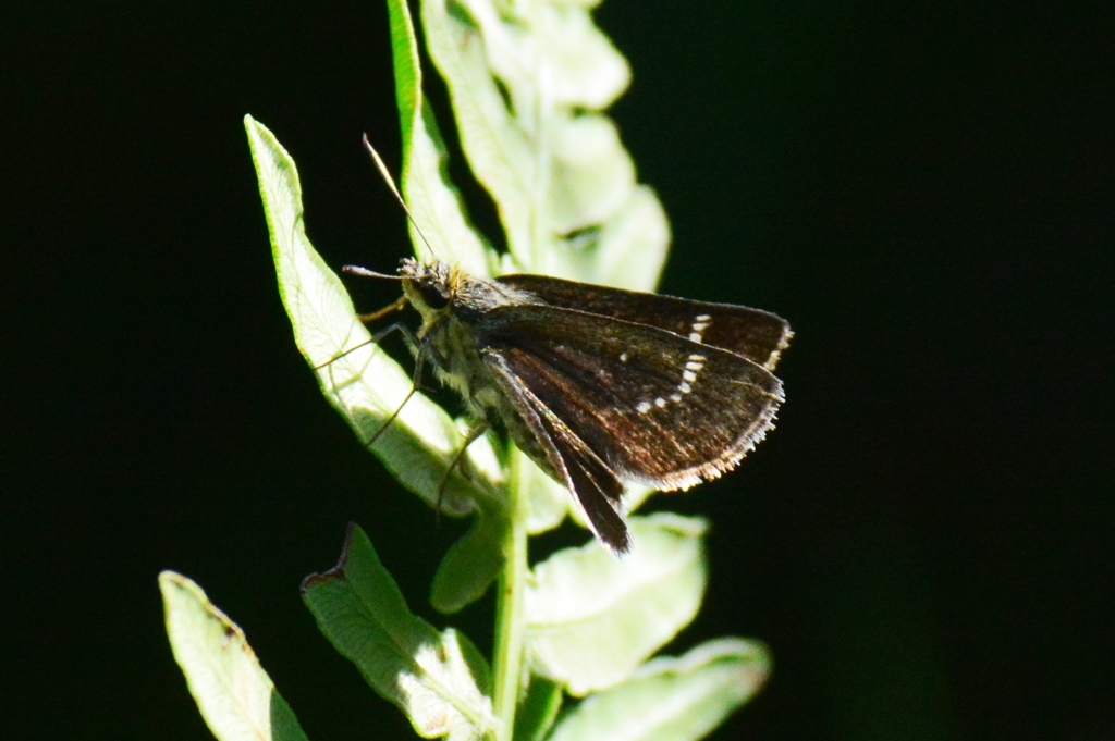 ホシチャバネセセリ♀DFS_2188.1