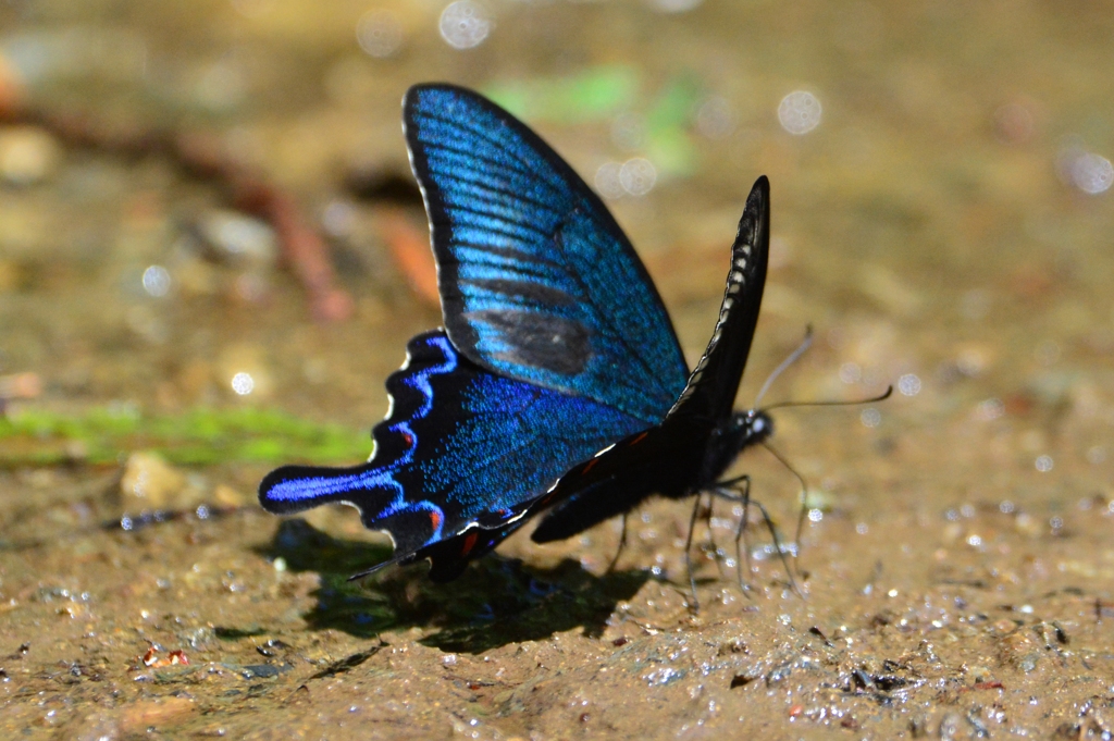 カラスアゲハ♂DFT_7084.1