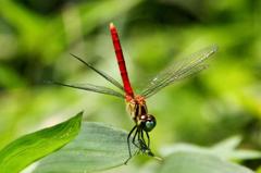 マイコアカネ♂IMG_3954.1