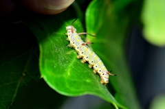 カバマダラ３令幼虫FF0_2110.1