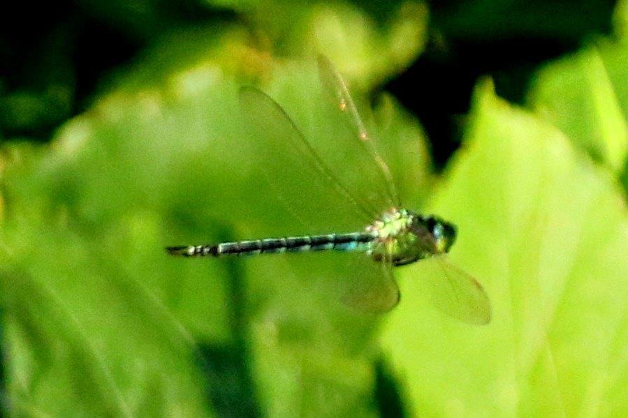 アオヤンマ　GV4A0584.1