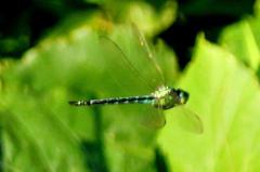 アオヤンマ　GV4A0584.1