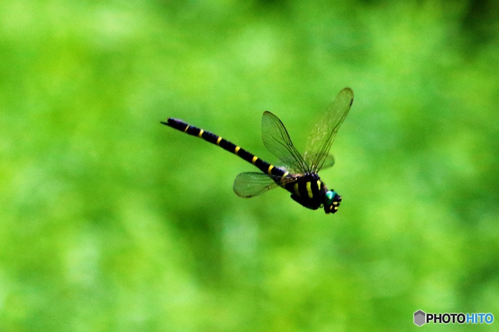 オニヤンマ♀飛翔GV4A3702