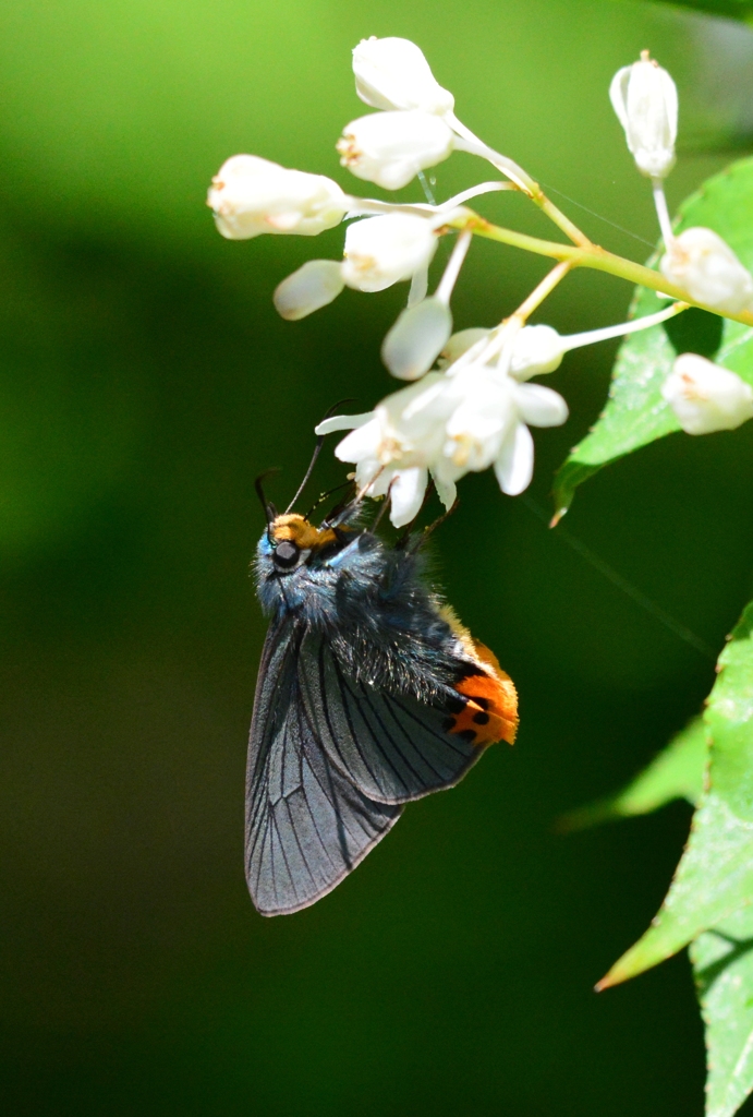 アオバセセリ♀DFS_8763