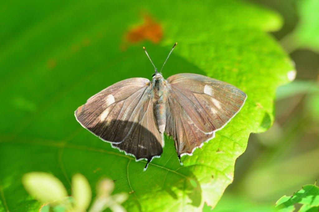 ハヤシミドリシジミ♀