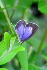 ウラゴマダラシジミDFS_0327.1