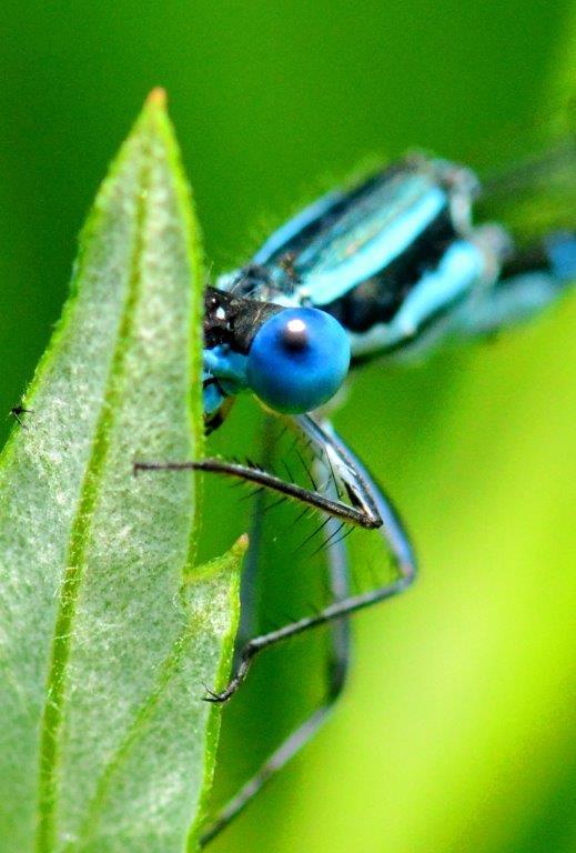 アマゴイルリトンボ♂　DFS_1192.1