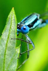 アマゴイルリトンボ♂　DFS_1192.1