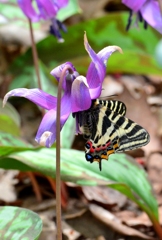 ギフチョウ♂ DFS_7413.1